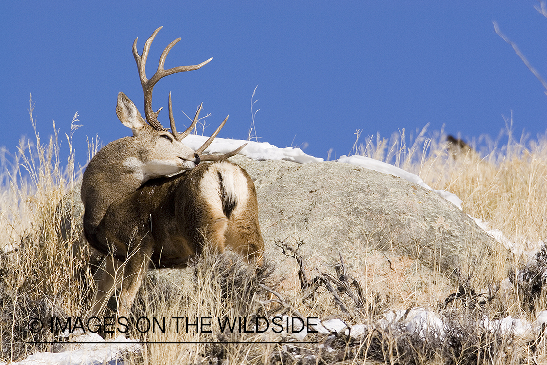 Mule deer in habitat.