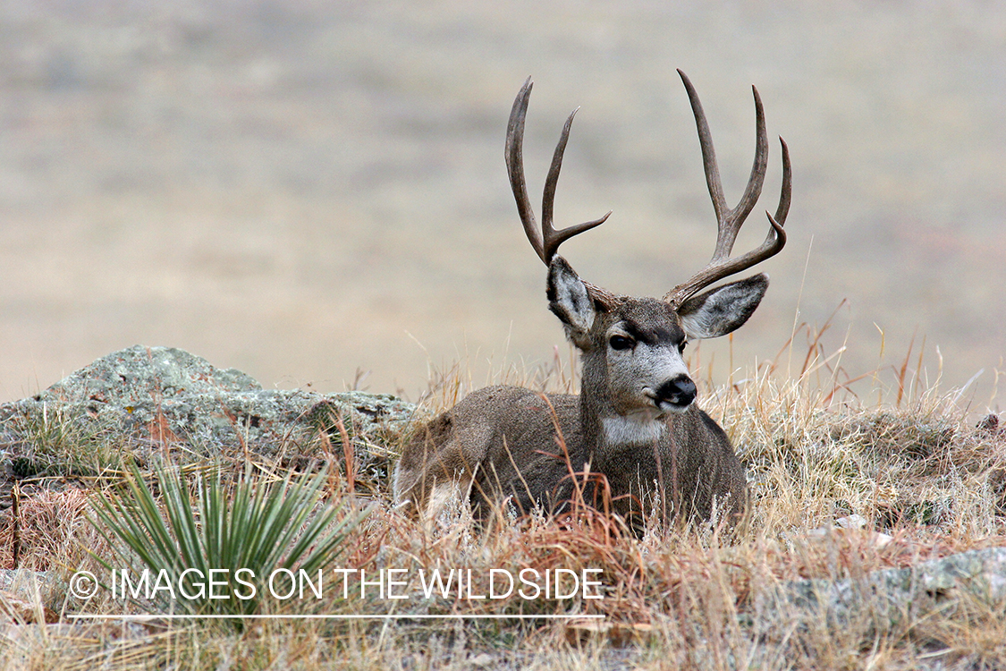 Mule deer buck in habitat. 