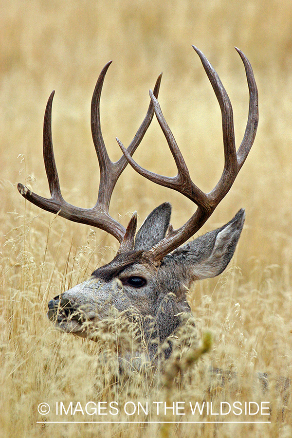 Mule deer buck in habitat. 