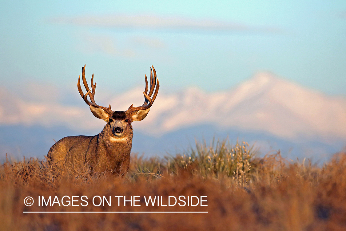 Mule deer buck in habitat.