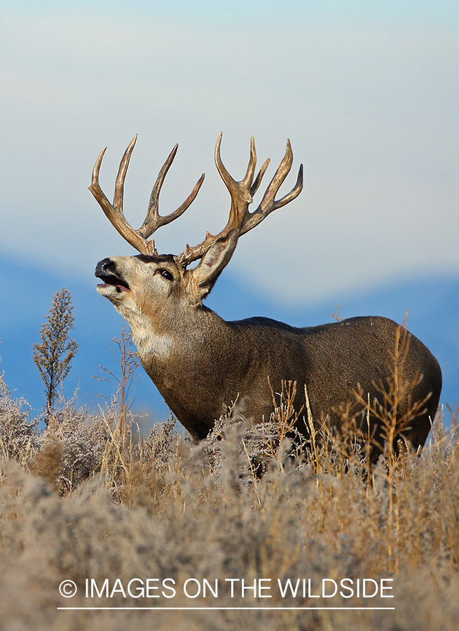 Mule deer buck bugling in habitat. 