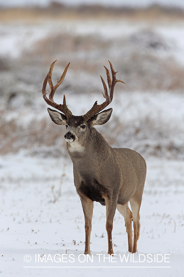 White-tailed buck in field in winter.