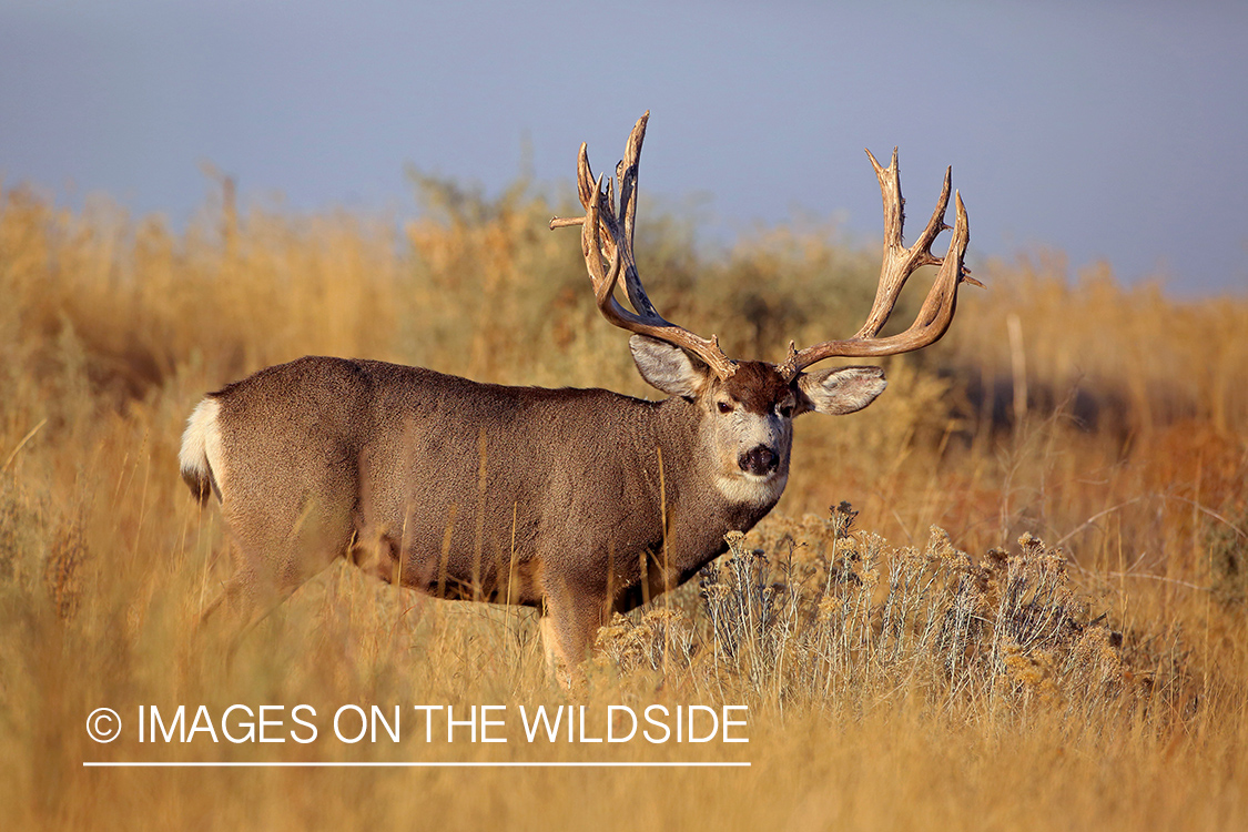 Mule deer buck in rut in field. 