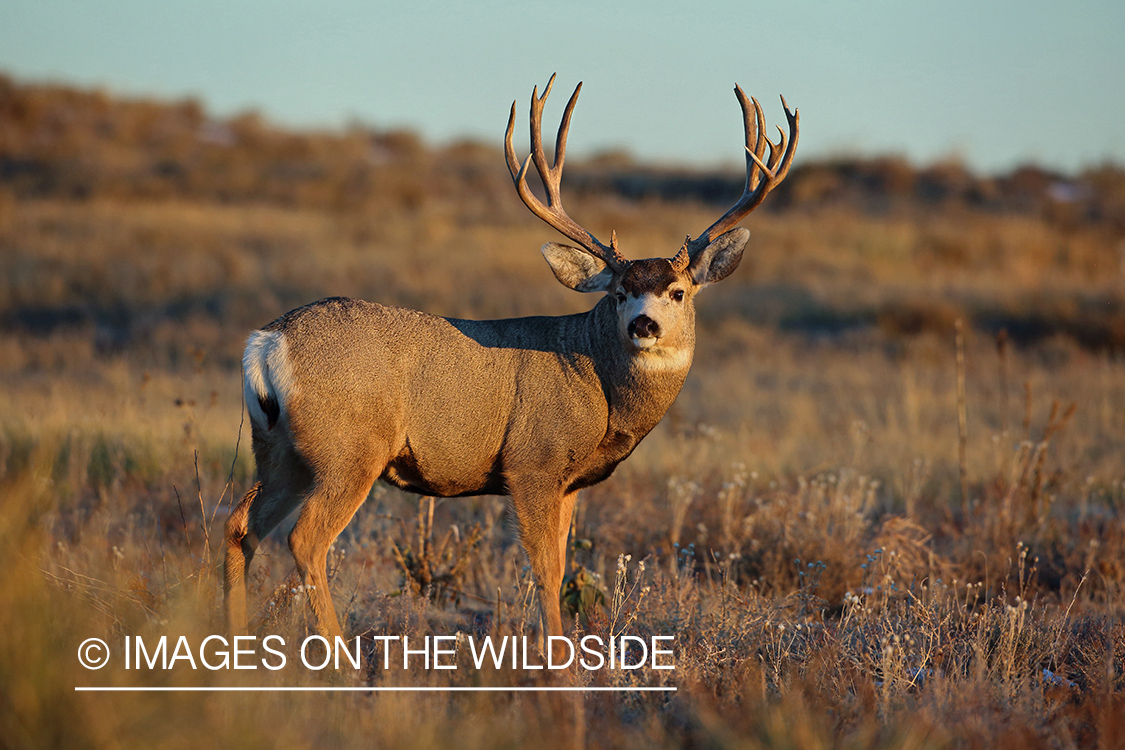 Mule deer buck in field.