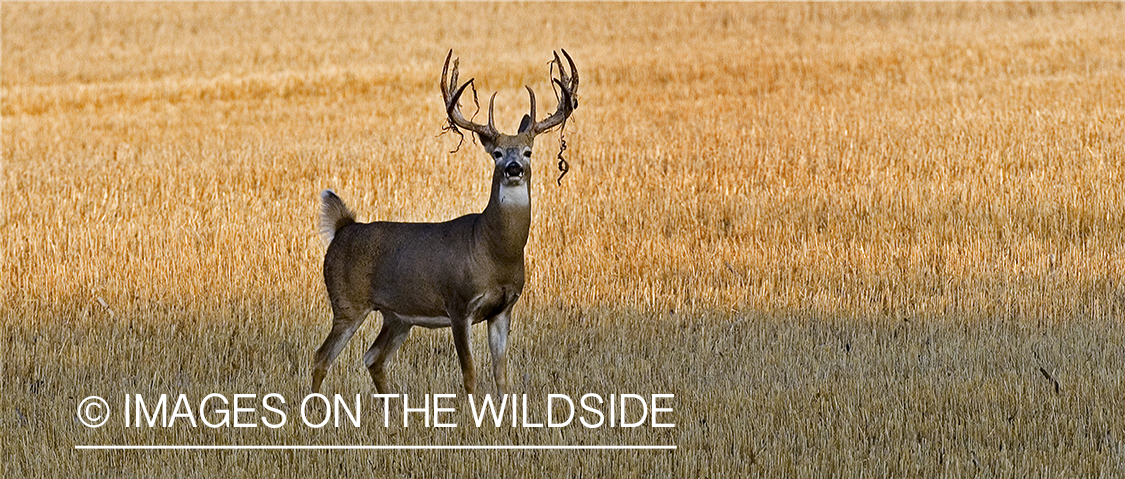 Whitetailed deer in habitat.