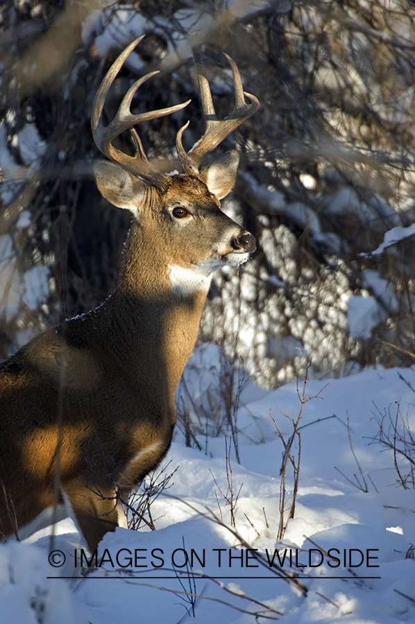 Whitetail Buck