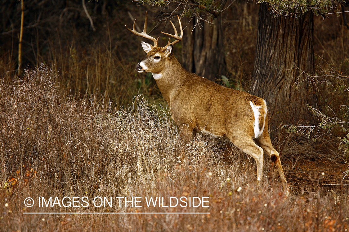 Whitetail Buck