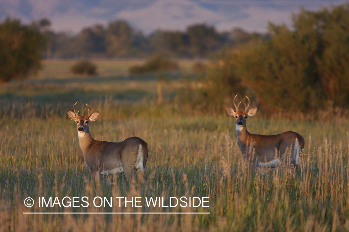 Whitetail Bucks in field