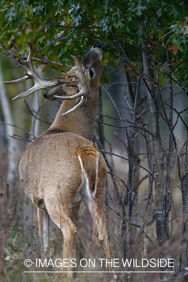 Whitetail buck in habitat