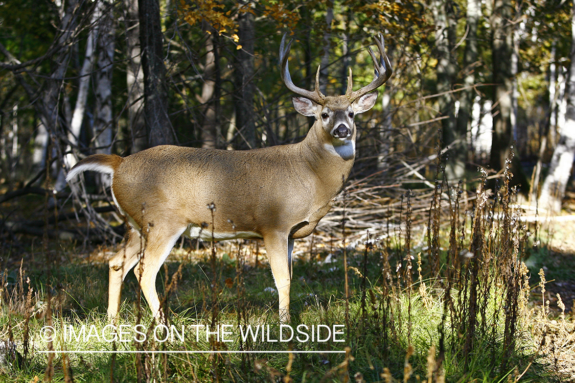 Whitetail buck in habitat