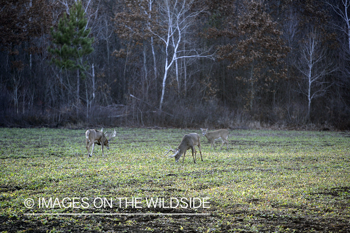 Whitetail deer in green food plot.