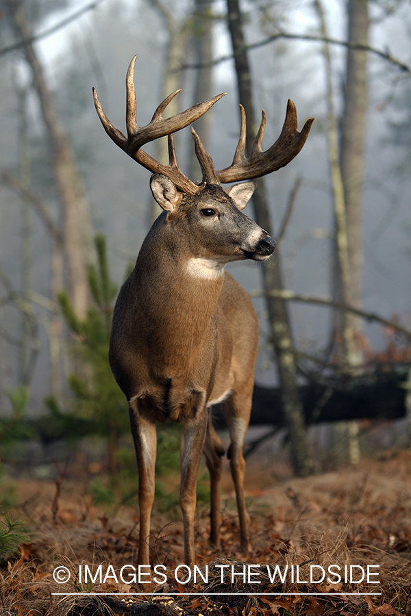 Whitetail buck in habitat.