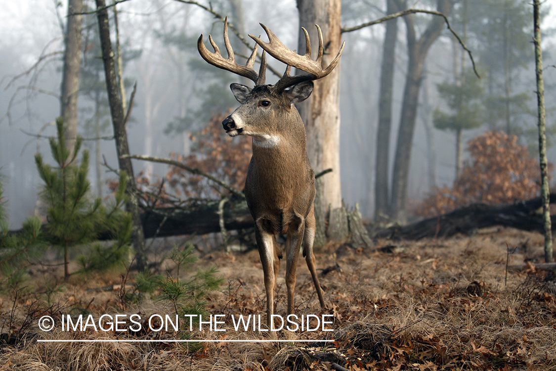 Whitetail buck in habitat.