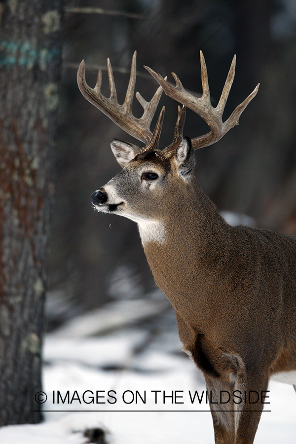 White-tailed buck in habitat.