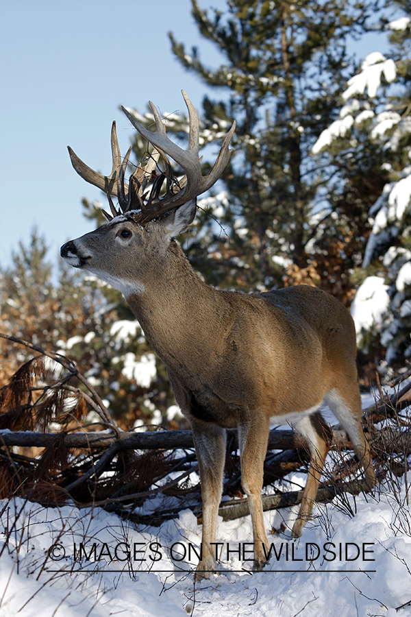 Whitetail in habitat