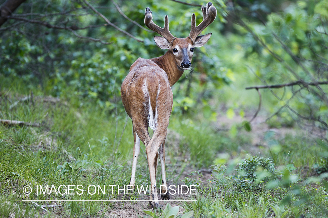 Summer Deer in Velvet