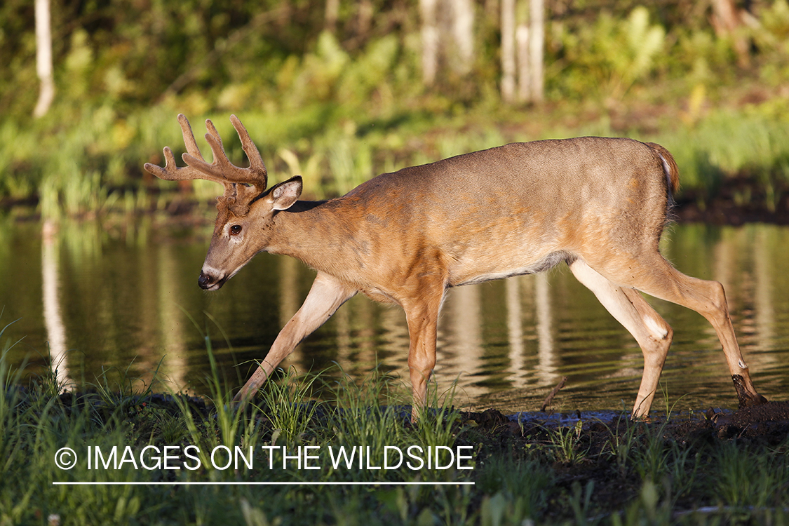 White-tailed deer in velvet