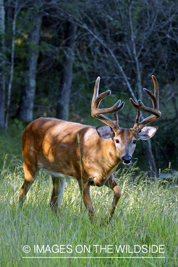 White-tailed buck in velvet 