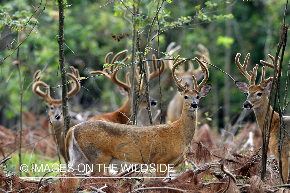 White-tailed bucks in velvet 