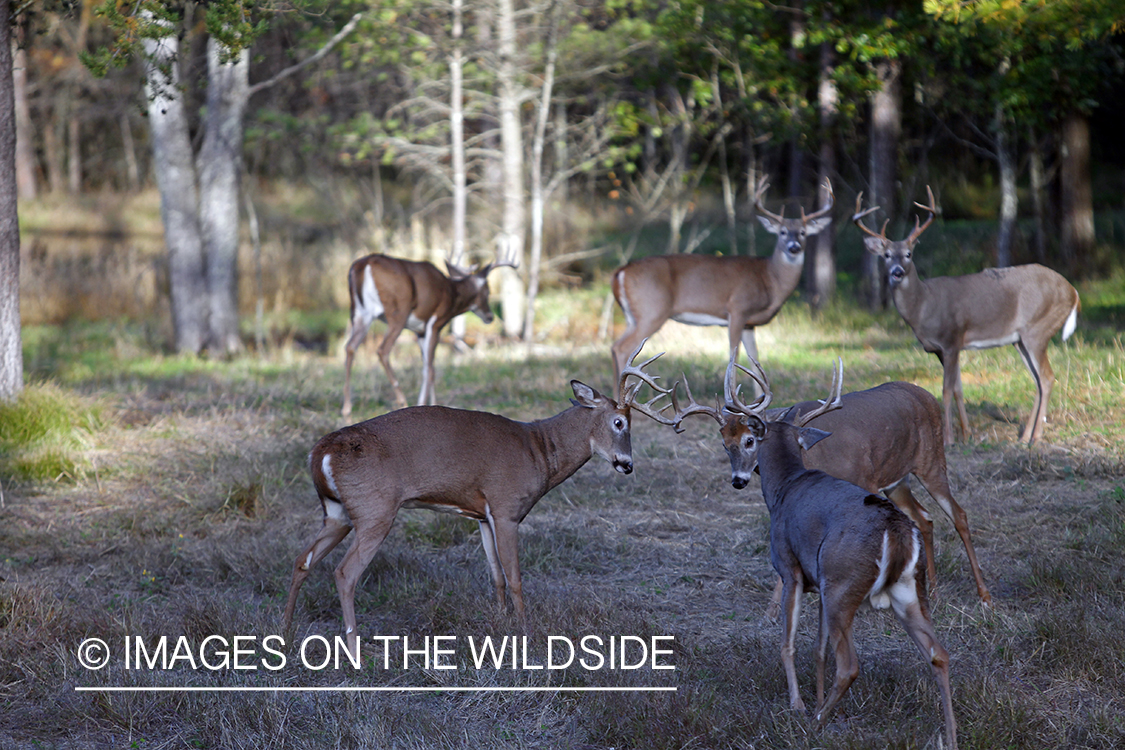 White-tailed bucks in habitat.* 