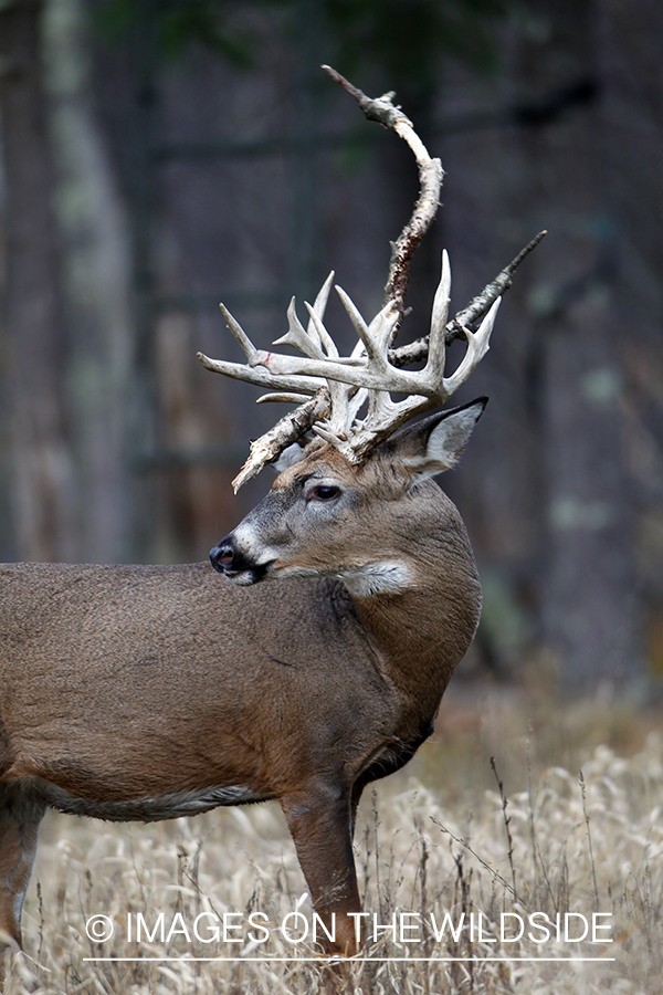 White-tailed buck in habitat. *