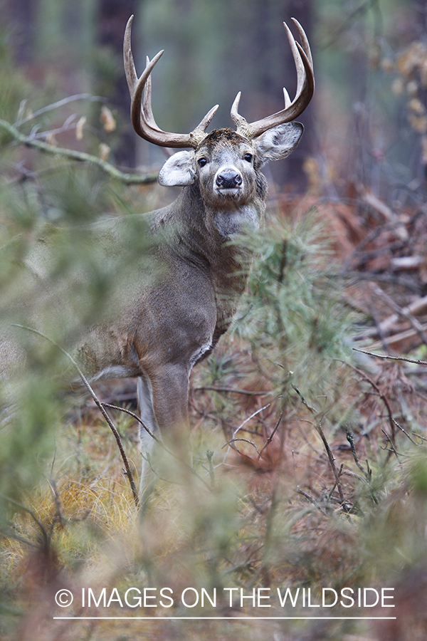 White-tailed buck in habitat. 