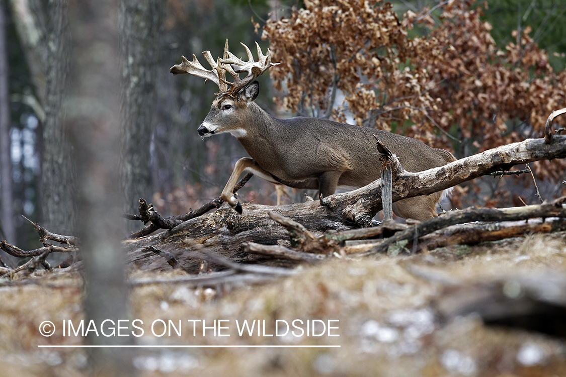 White-tailed buck in habitat. *