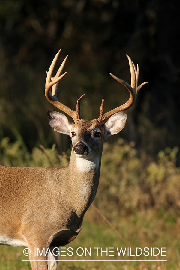 White-tailed buck in habitat. 