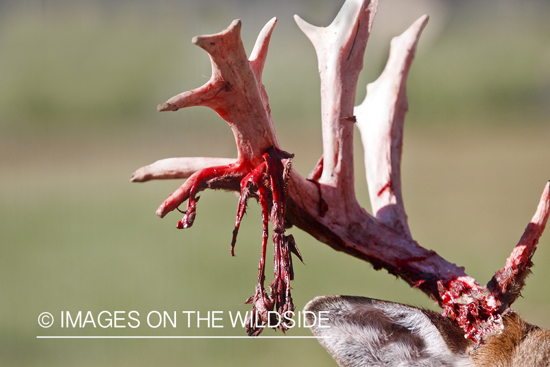 White-tailed buck shedding velvet. 