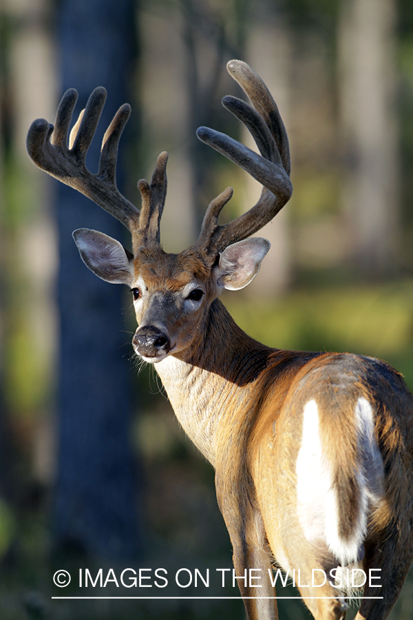 White-tailed buck in velvet.  