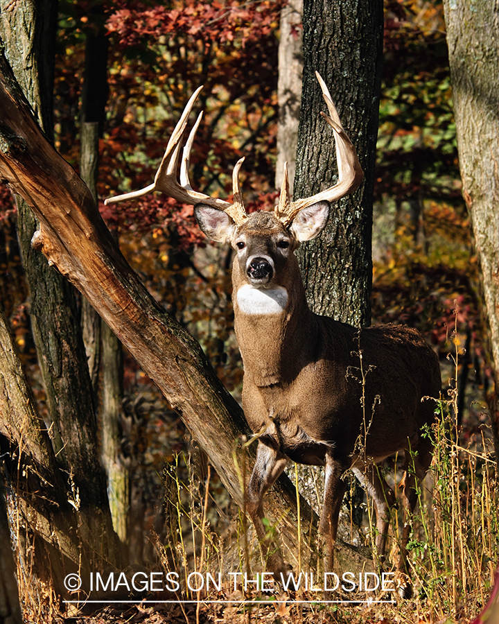 White-tailed buck in habitat. 