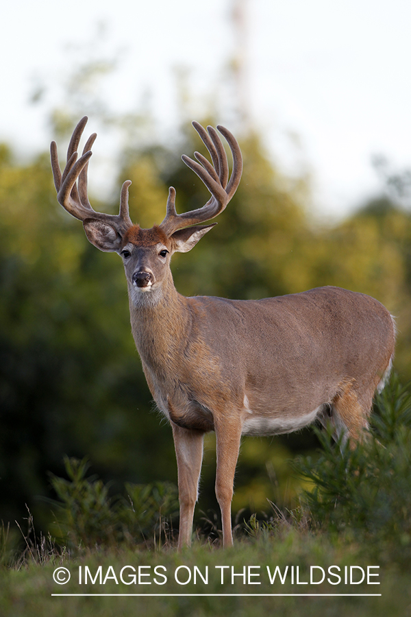 White-tailed buck in velvet.  