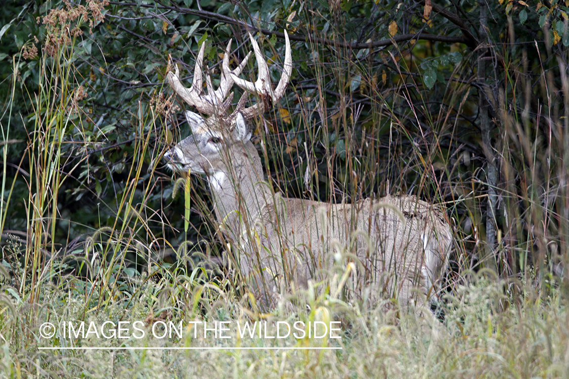 White-tailed buck in habitat.  