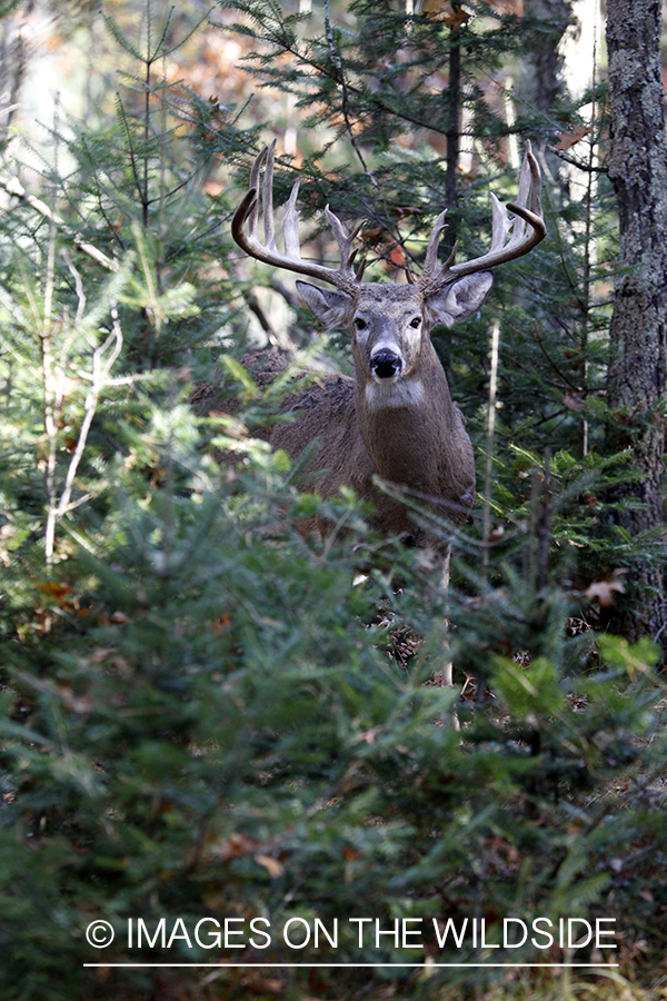 White-tailed buck in habitat. 