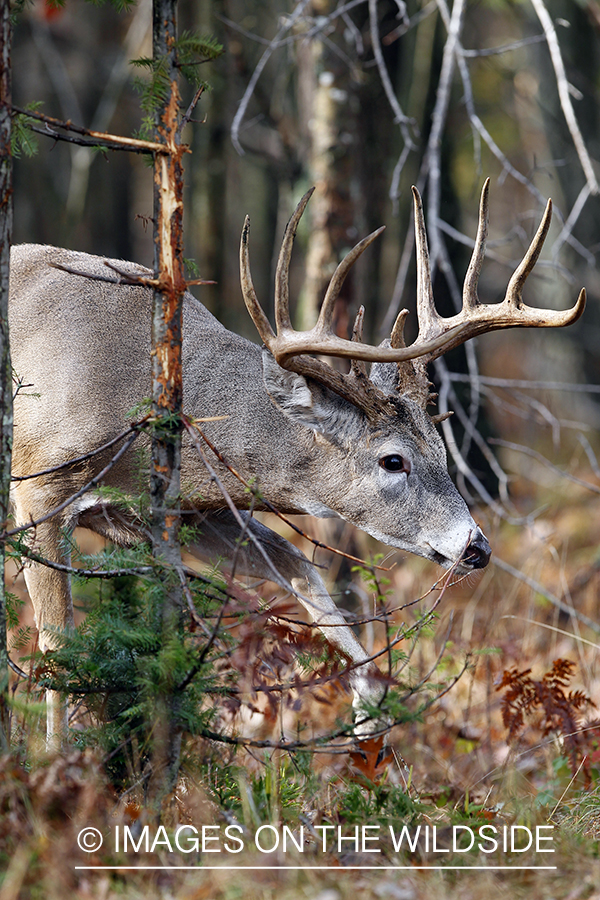 White-tailed buck with tree rub. 