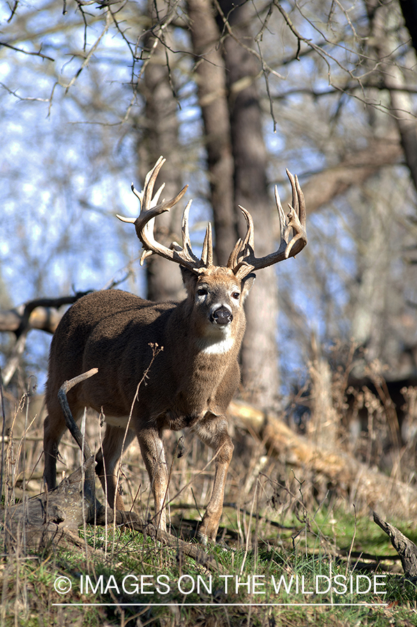 White-tailed buck in habitat. 