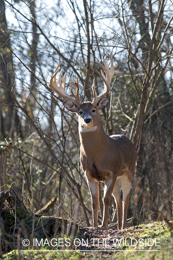 White-tailed buck in habitat. 