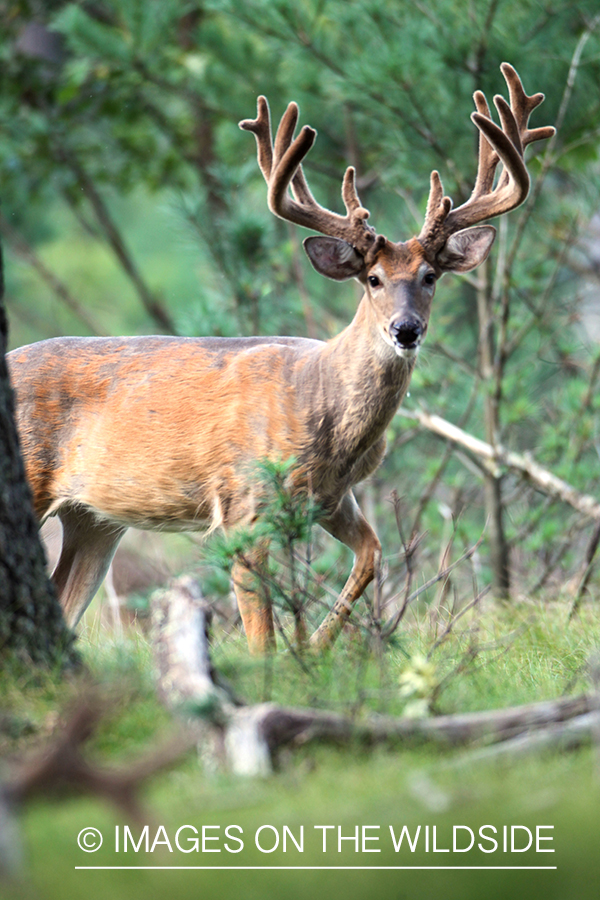 White-tailed buck in velvet.