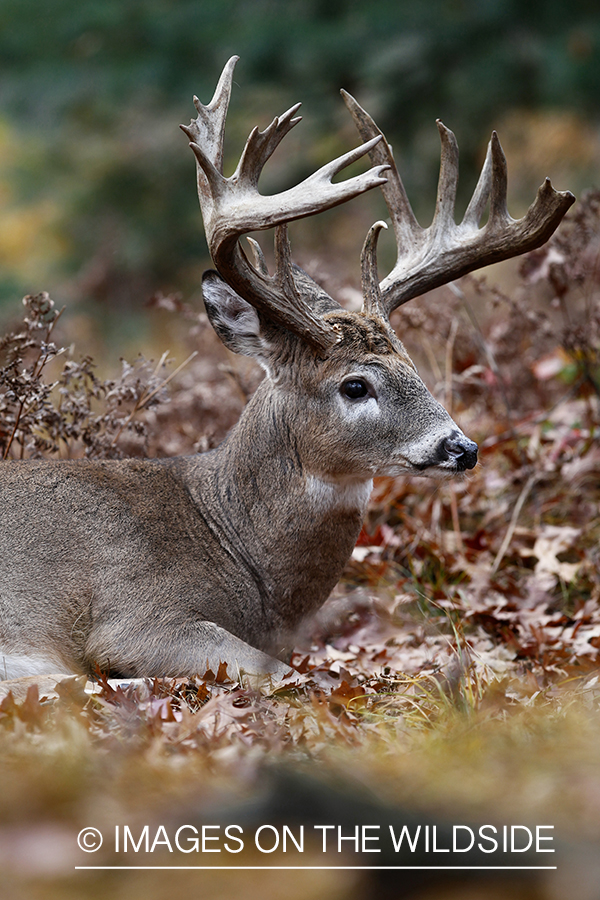 White-tailed buck laying in forest.