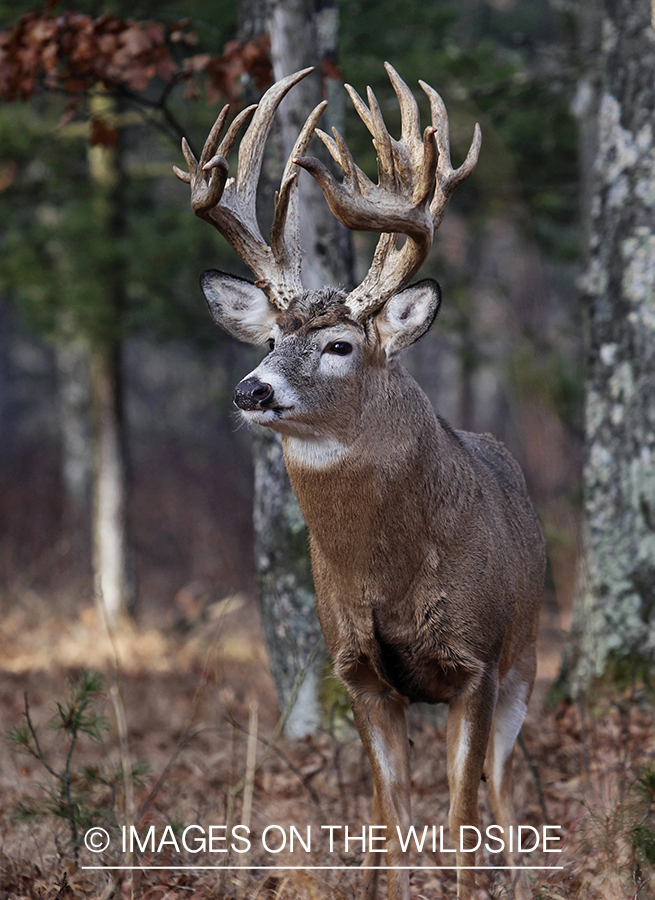 White-tailed buck in habitat.