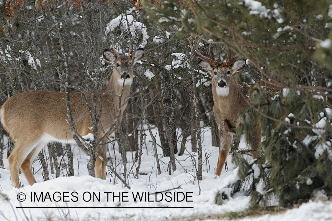 White-tailed bucks in winter habitat.