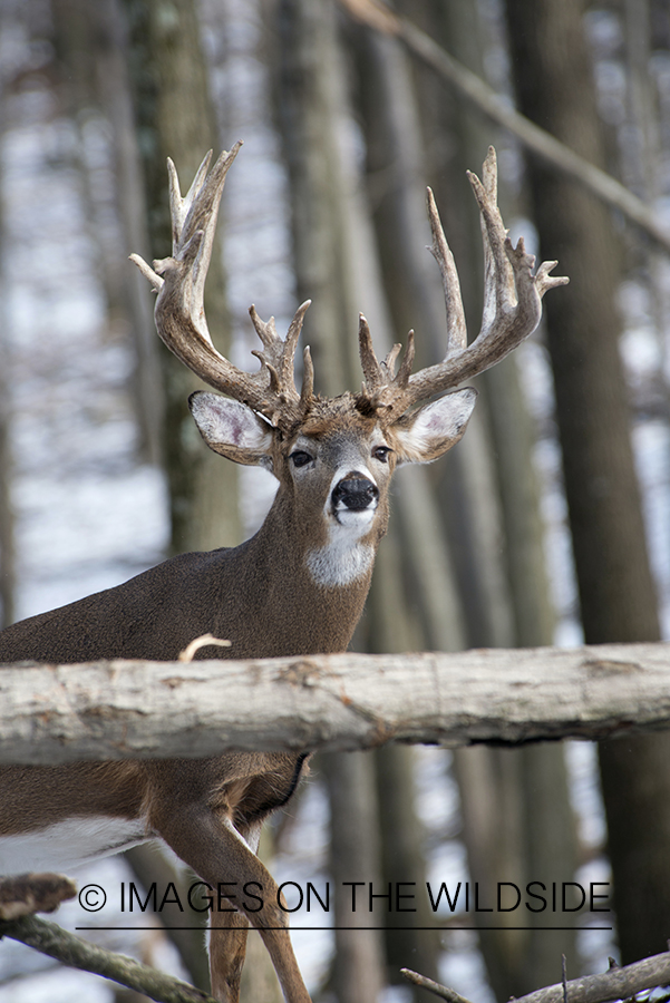 White-tailed buck in habitat.