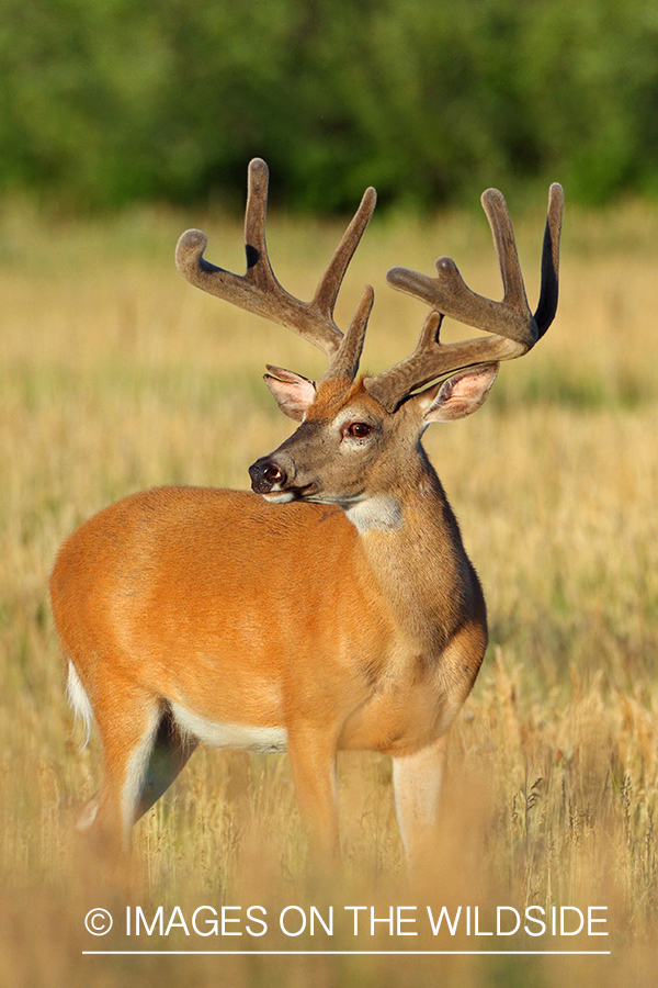 White-tailed buck in habitat.