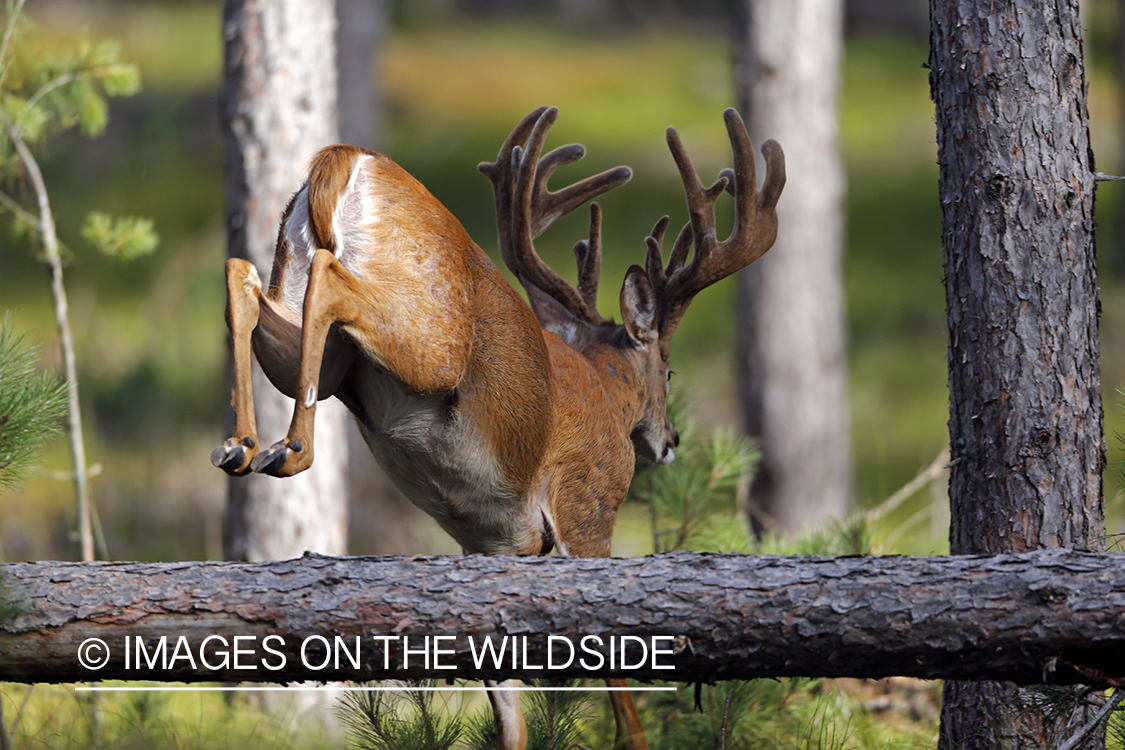 White-tailed buck in habitat.