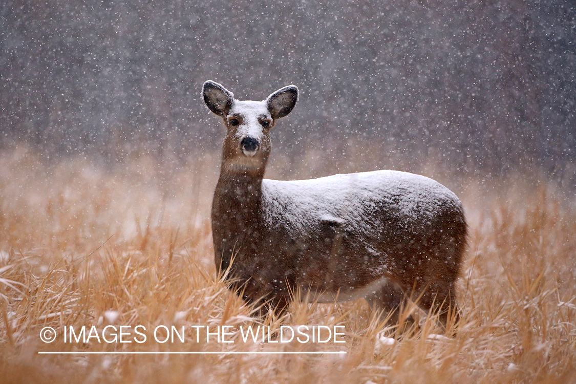 White-tailed doe in snow.