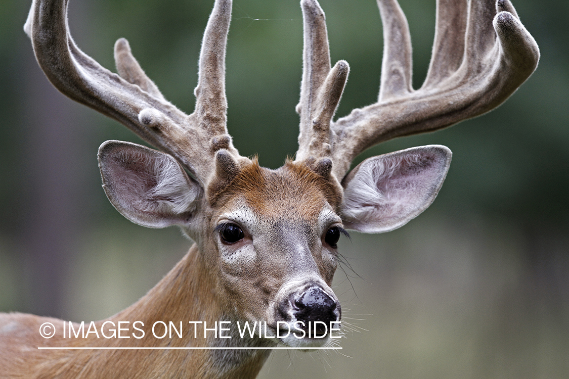 White-tailed buck in velvet.