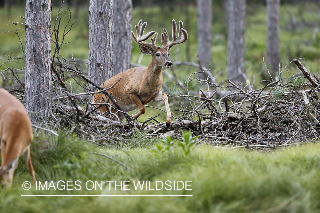 White-tailed buck in velvet jumping downed tree.