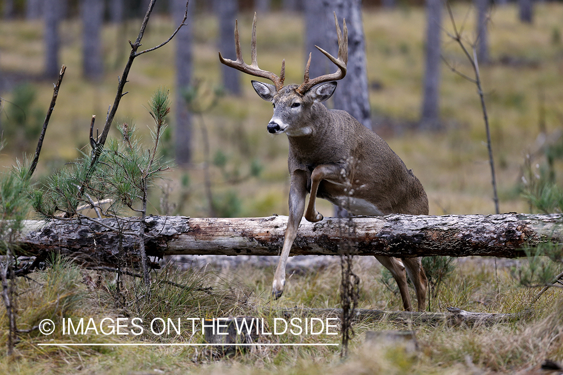 White-tailed buck jumping.