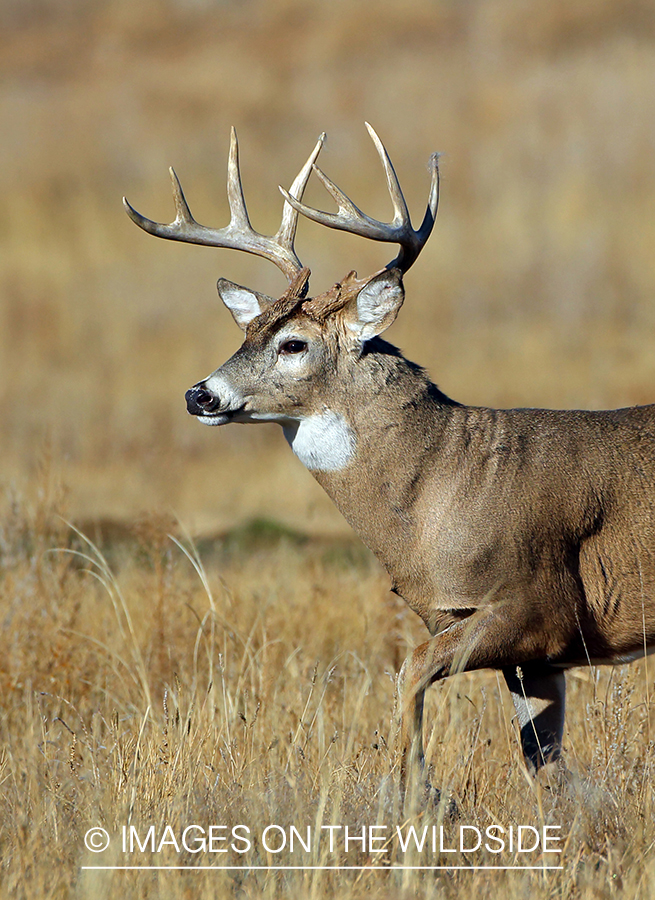 White-tailed buck fleeing in habitat.