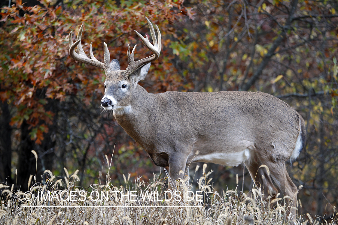 White-tailed buck in rut.